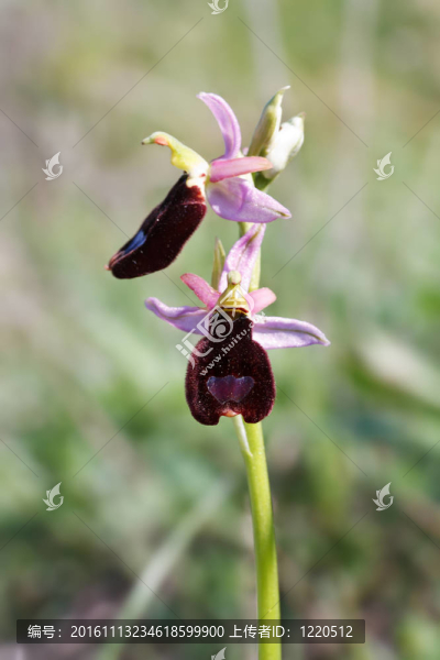 Ophrys,Bertolonii的蘭花