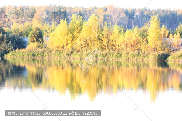 美麗的風(fēng)景。森林的邊緣