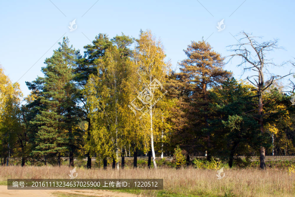 美麗的風(fēng)景。森林的邊緣