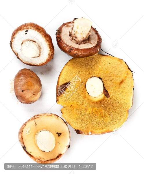 把蘑菇