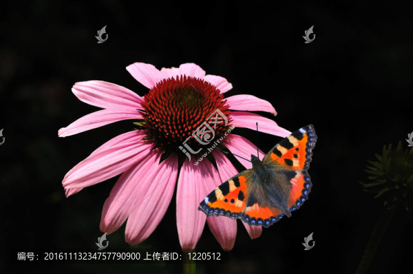 蝴蝶和紫錐菊黑