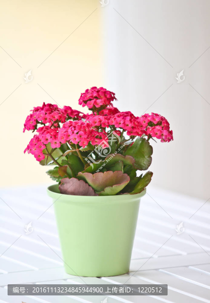 花園桌上的盆栽植物