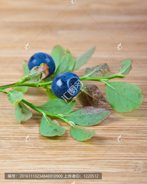 森林里的藍色漿果