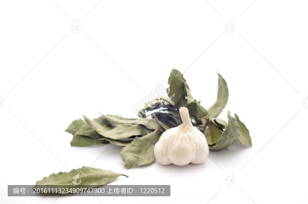 大蒜和干燥的月桂葉在白色上分離。