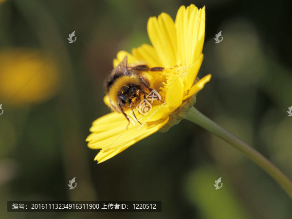大黃蜂-匯圖網(wǎng) www.fosd68.com 大黃蜂