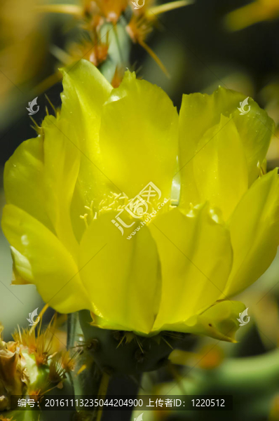 仙人掌-匯圖網(wǎng) www.fosd68.com 仙人掌