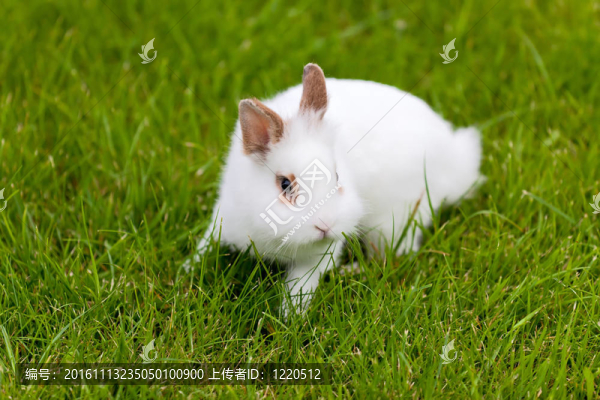 綠色草地上的可愛的兔子