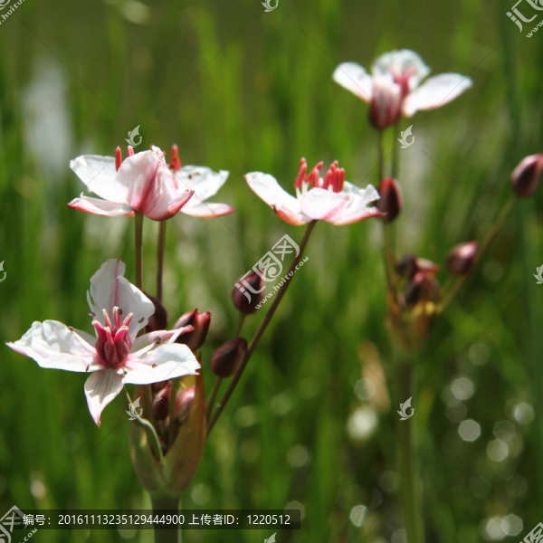 花藺-匯圖網(wǎng) www.fosd68.com 花藺