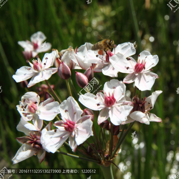 花藺和蜜蜂