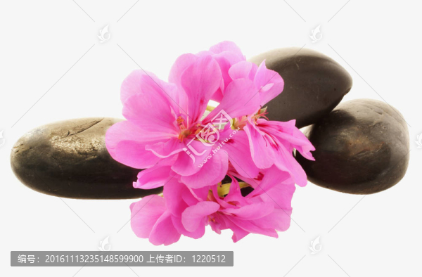 石頭和花