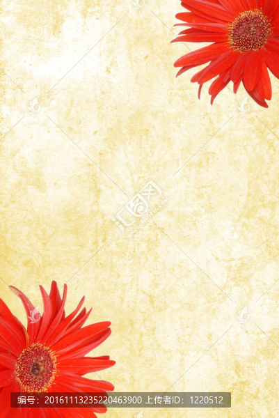 紅菊花水彩紙