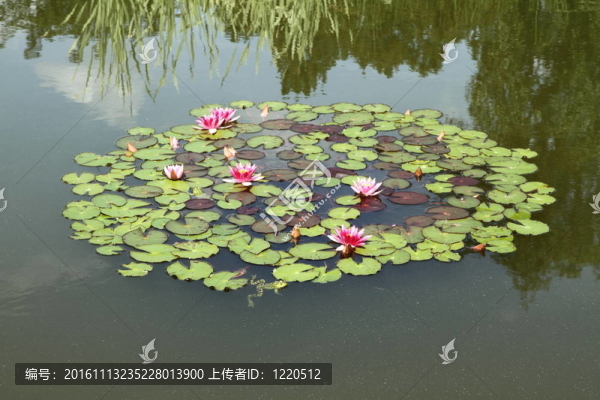 睡蓮系列