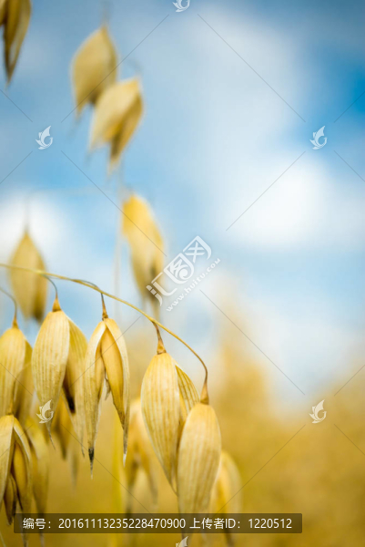 燕麥
