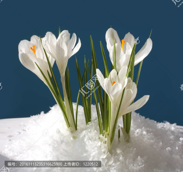 雪花在雪中