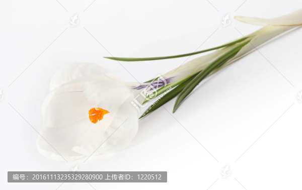 白色背景上的白色花