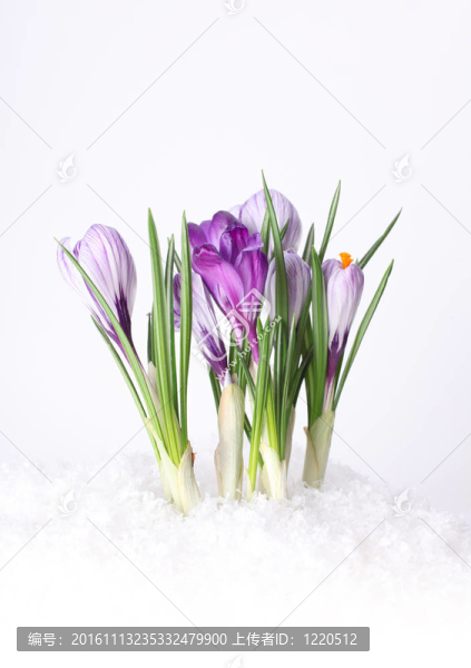雪花在雪中