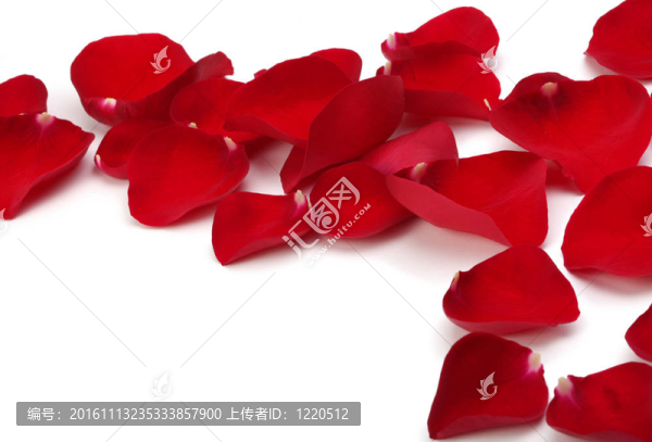 白色玫瑰花瓣