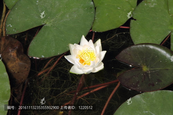 睡蓮