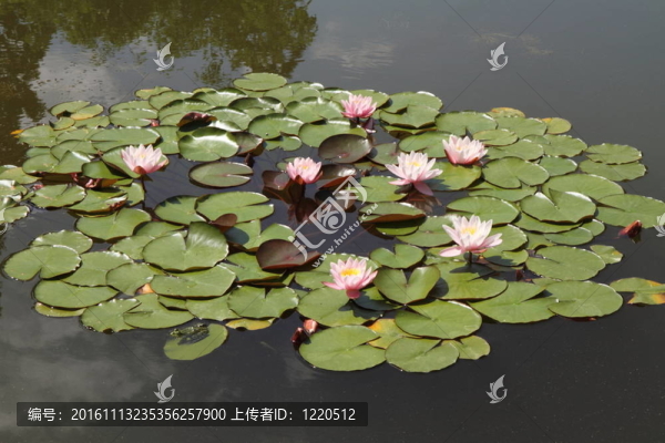睡蓮系列