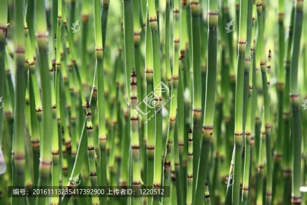 馬尾