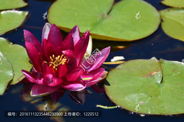 紅百合