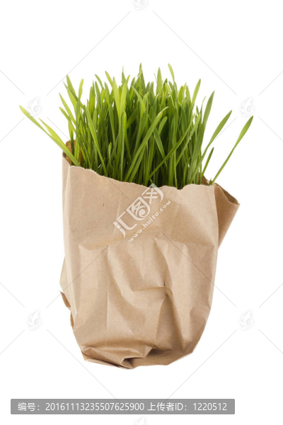 有機(jī)小麥草