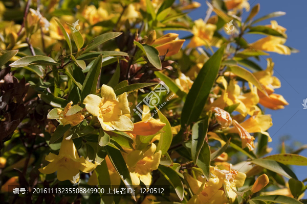 黃色的花