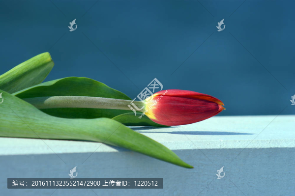 紅色的郁金香