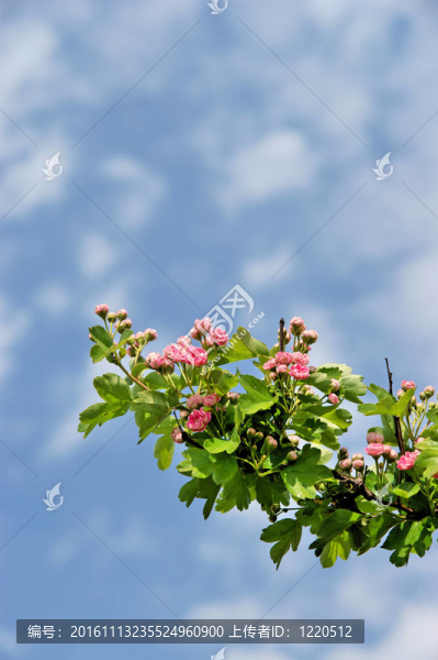 明亮的櫻桃樹