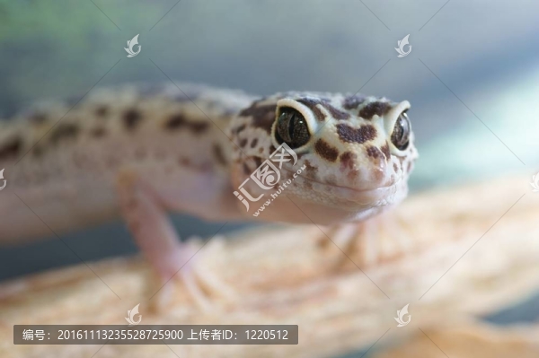 豹紋守宮