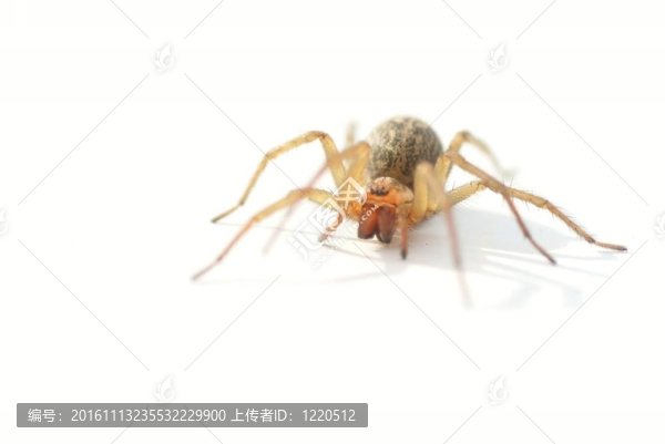 白色背景上的房子蜘蛛