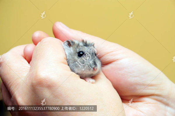 侏儒倉鼠
