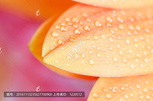 美麗的葉子