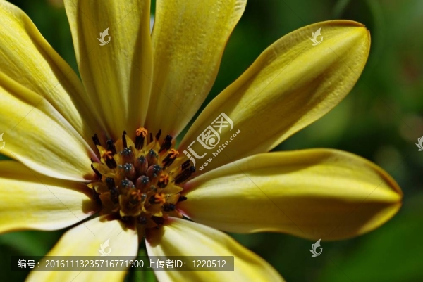 osterspermum