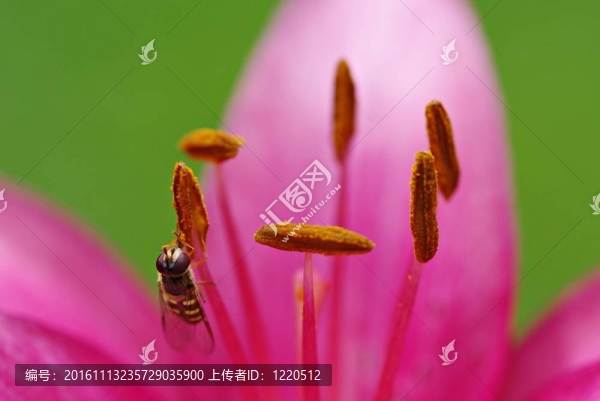 百合