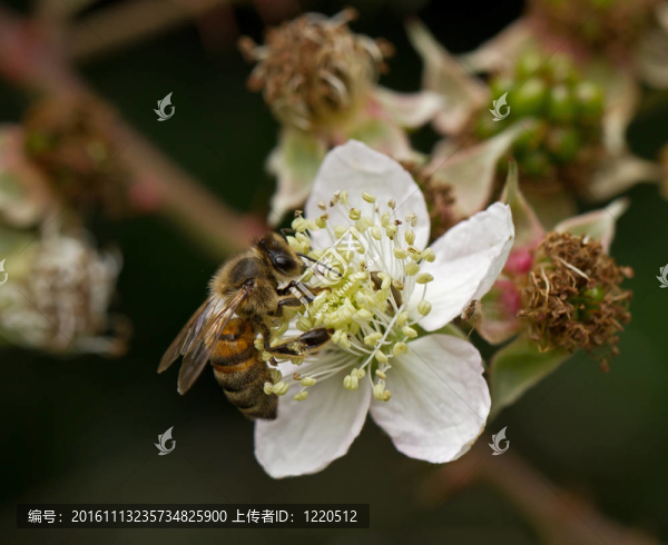 蜜蜂在花上
