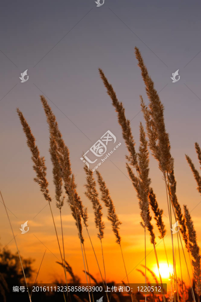 在沙漠的日落-匯圖網(wǎng) www.fosd68.com 在沙漠的日落