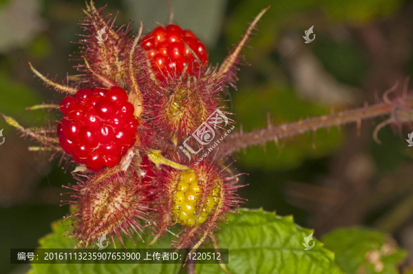 日本wineberry-匯圖網(wǎng) www.fosd68.com 日本wineberry