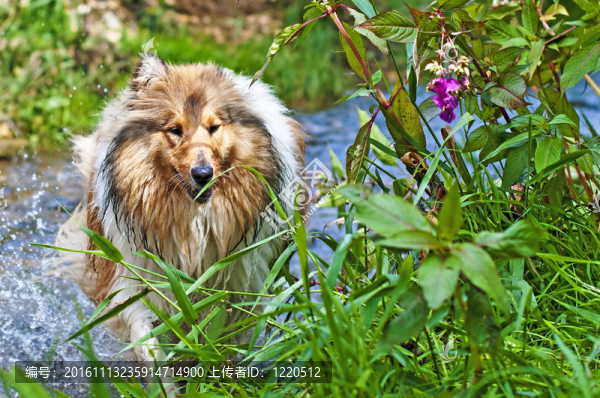 牧羊犬