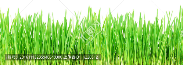 無縫的草