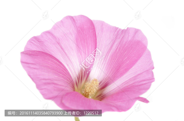 粉紅色的蜀葵花兒