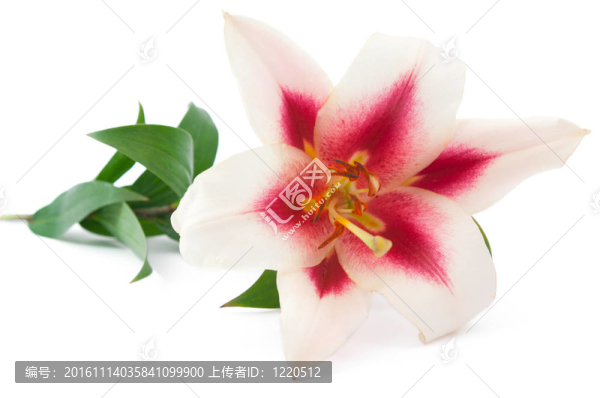 莉莉