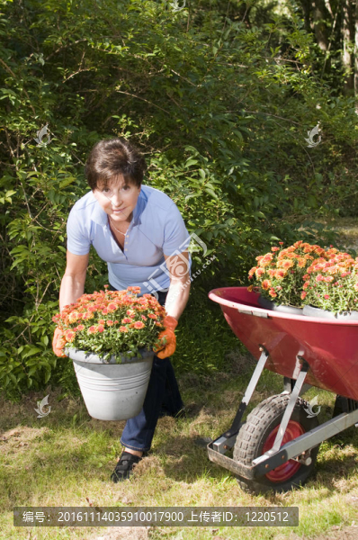 中年女性高級(jí)園丁在院子里種植的菊花