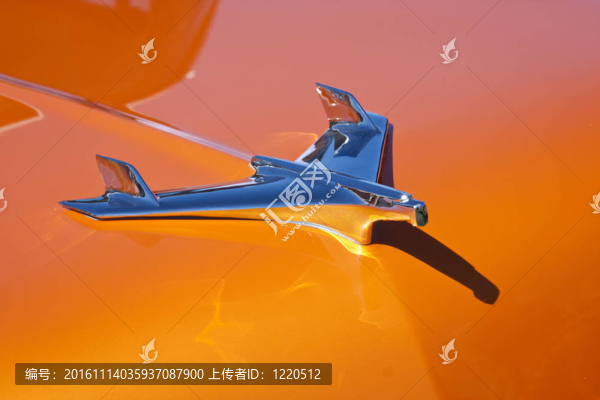 橙色的鳥(niǎo)