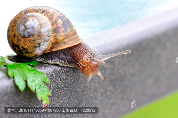 花園里的蝸牛