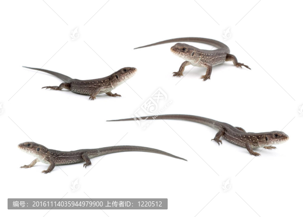 llizards