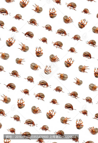 科羅拉多馬鈴薯甲蟲