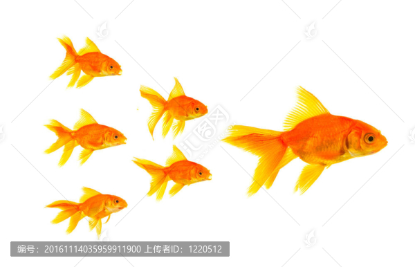 三條金魚