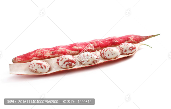 Borlotto豆