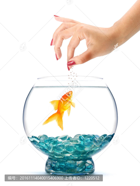 金魚